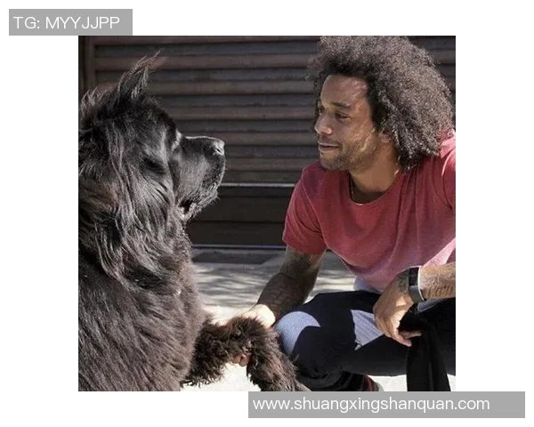 足球明星与他们忠实狗狗的温馨故事与精彩瞬间